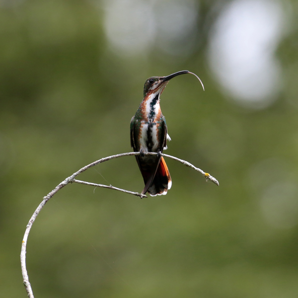 Juvenile Green-breasted Mango